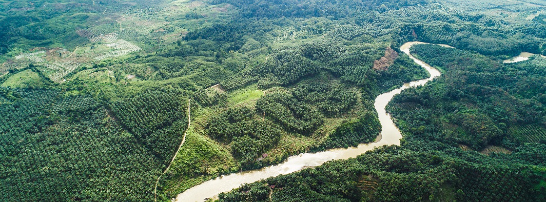 SOS carved into palm oil trees in remote Sumatran forest.