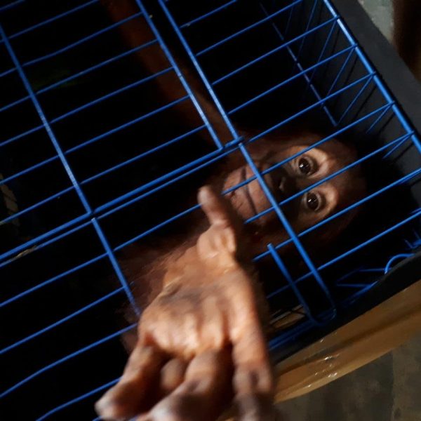 We can stop extinction, together