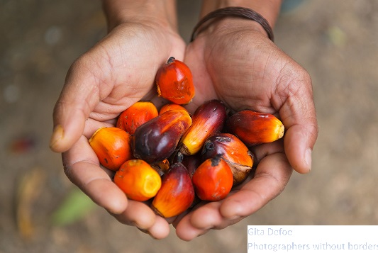 Palm Kernels in hand