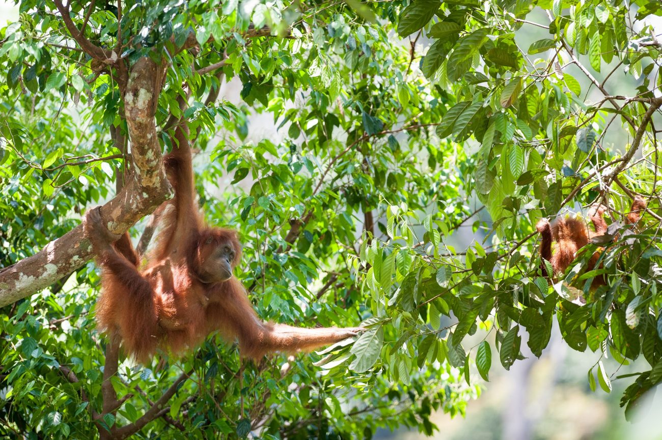 What it's like to volunteer for SOS