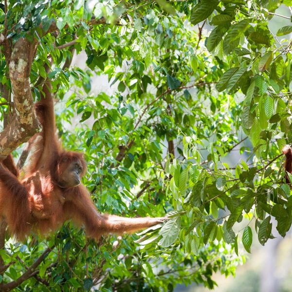 What it's like to volunteer for SOS