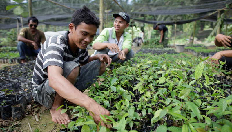 Tree nursery in Sumatra