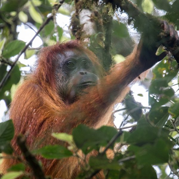 In search of the rarest great apes in the world