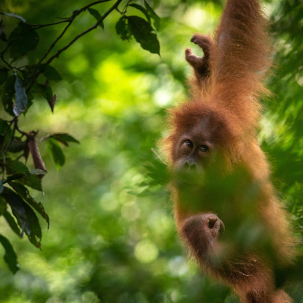 Green is the new black