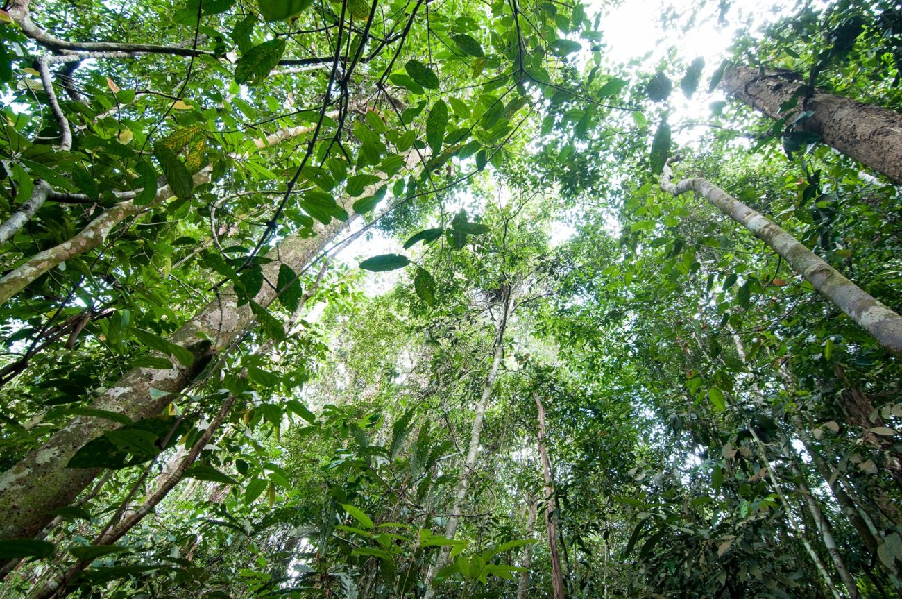 Looking up at the forest canopy