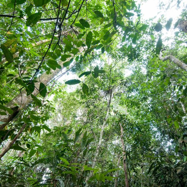Looking up at the forest canopy