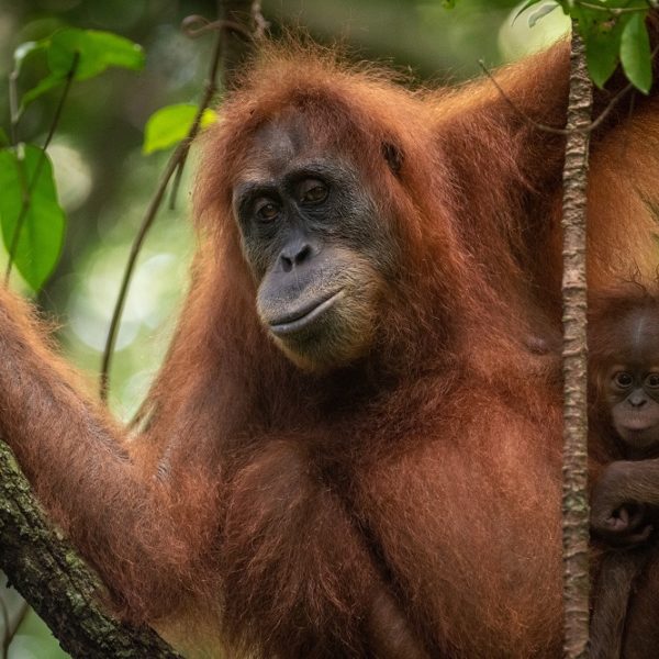 A female orangutan and her baby
