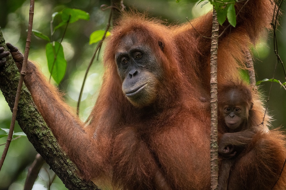 A female orangutan and her baby
