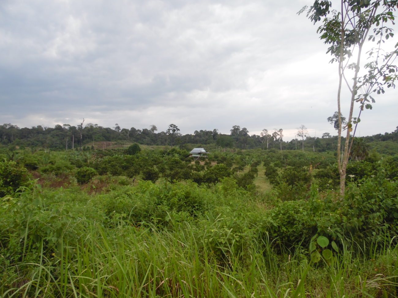 An area of young trees at a forest restoration site in Sumatra.