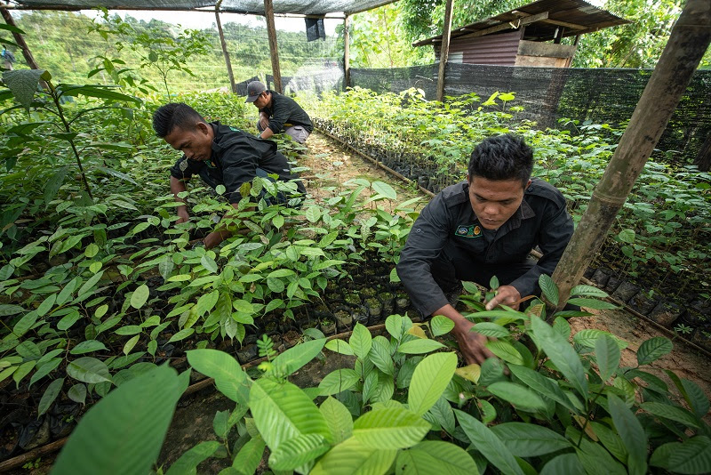 People working in a tree nursery in Sumatra