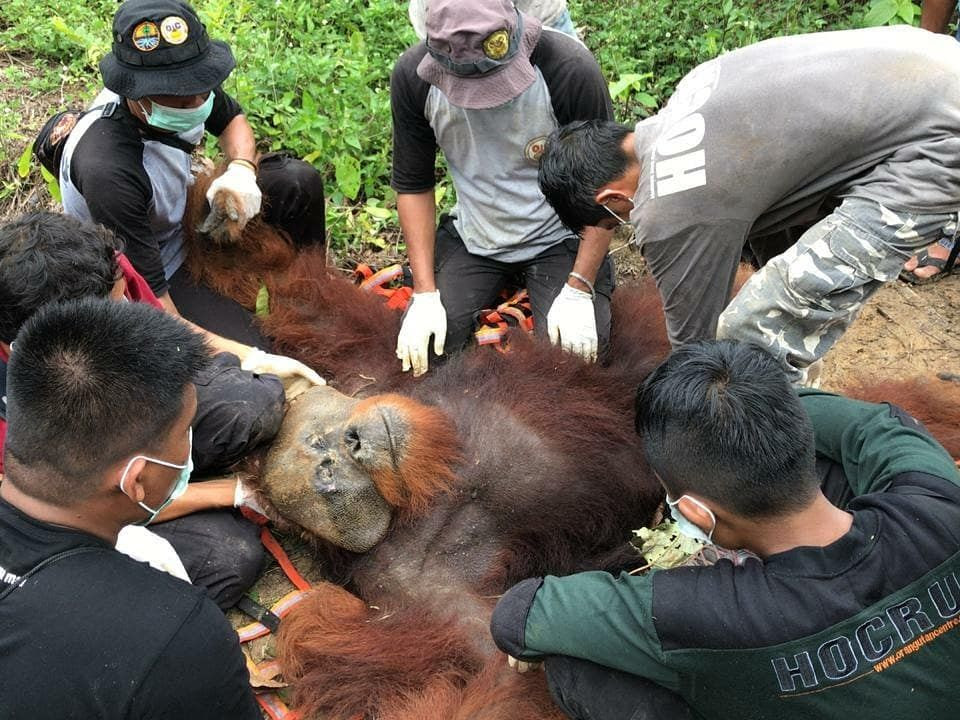 A team of people rescuing a male orangutan