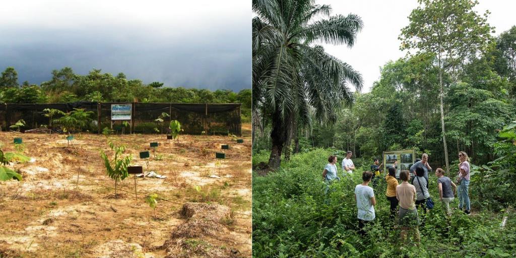 Two images side by side - one of barren ground and the other of a lush forest 10 years later