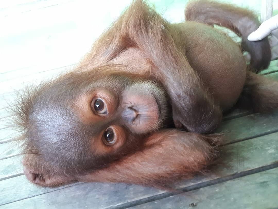 A baby orangutan lying on a wooden floor