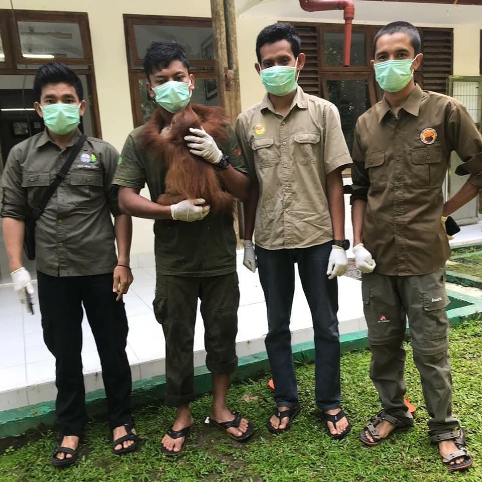 A team of four men wearing surgical masks holding a baby orangutan they've rescued