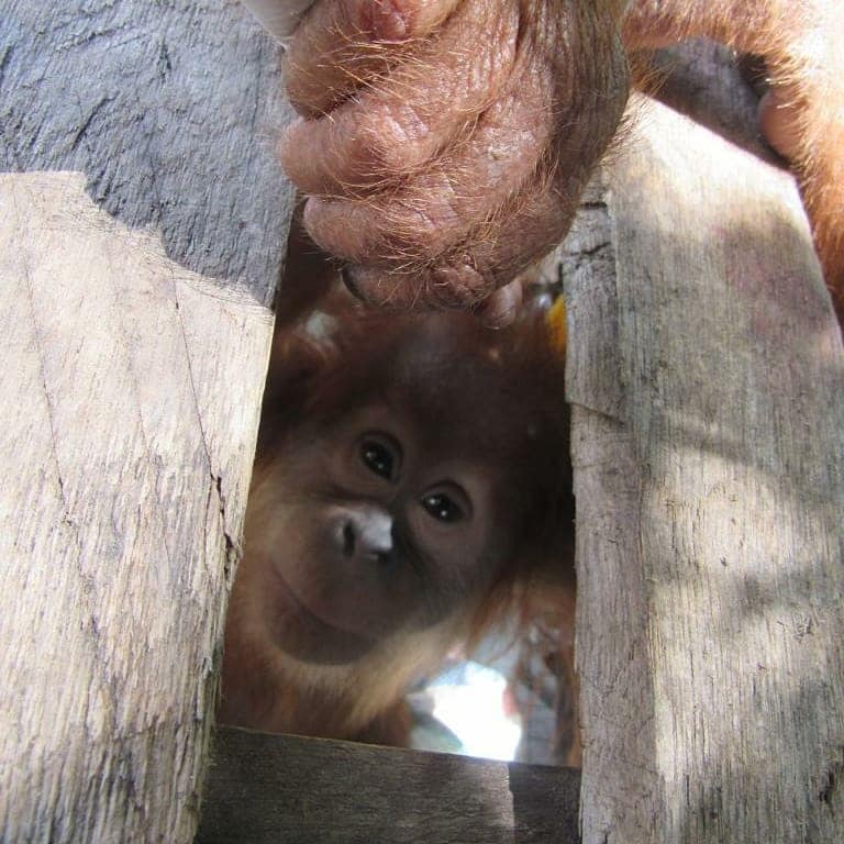 A baby orangutan peers through a wooden crate