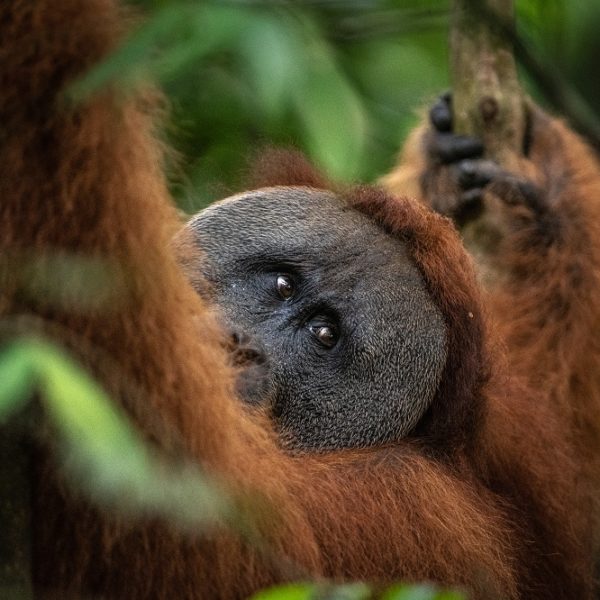 A male orangutan sits in a tree and looks over his shoulder towards the camera