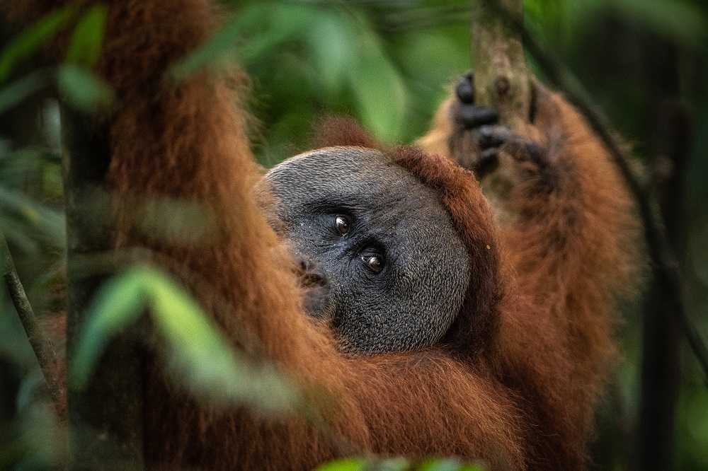 A male orangutan sits in a tree and looks over his shoulder towards the camera