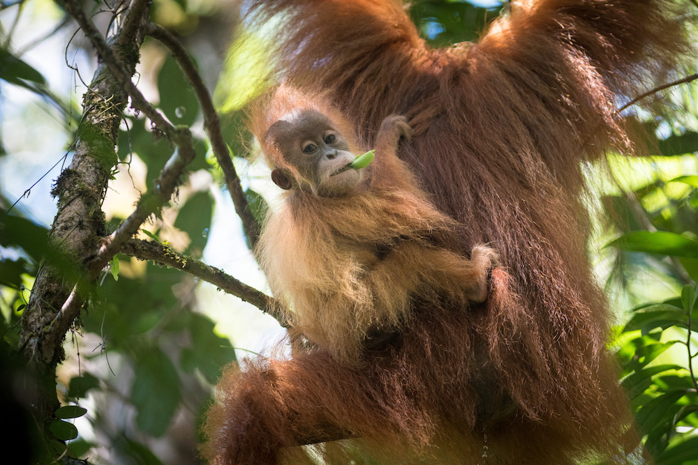 A female orangutan with a baby on her back