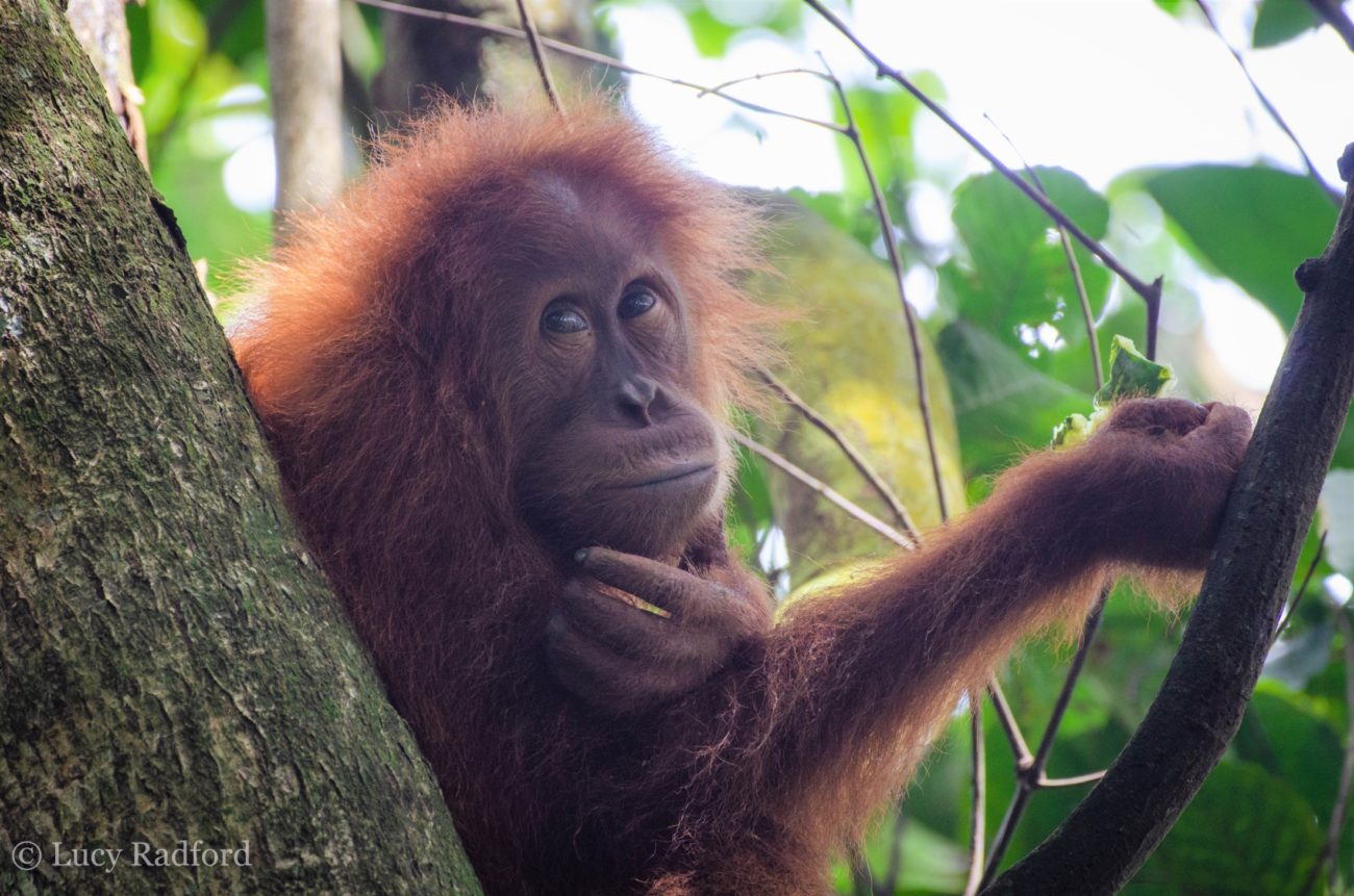 An orangutan sitting in a tree.