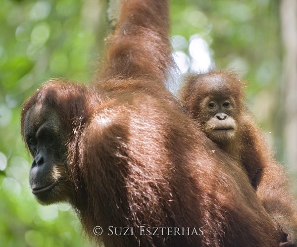 A female orangutan with her baby on her back.