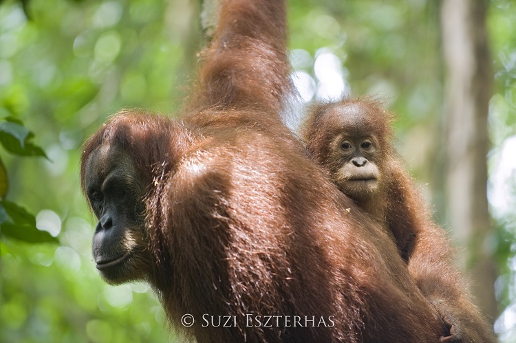 A female orangutan with her baby on her back.