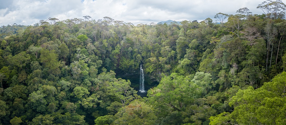 A waterfall surrounded by forest.