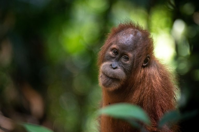 A young orangutan sits in the forest, looking towards the camera