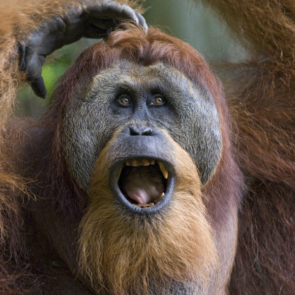 A male orangutan looking happy and excited.