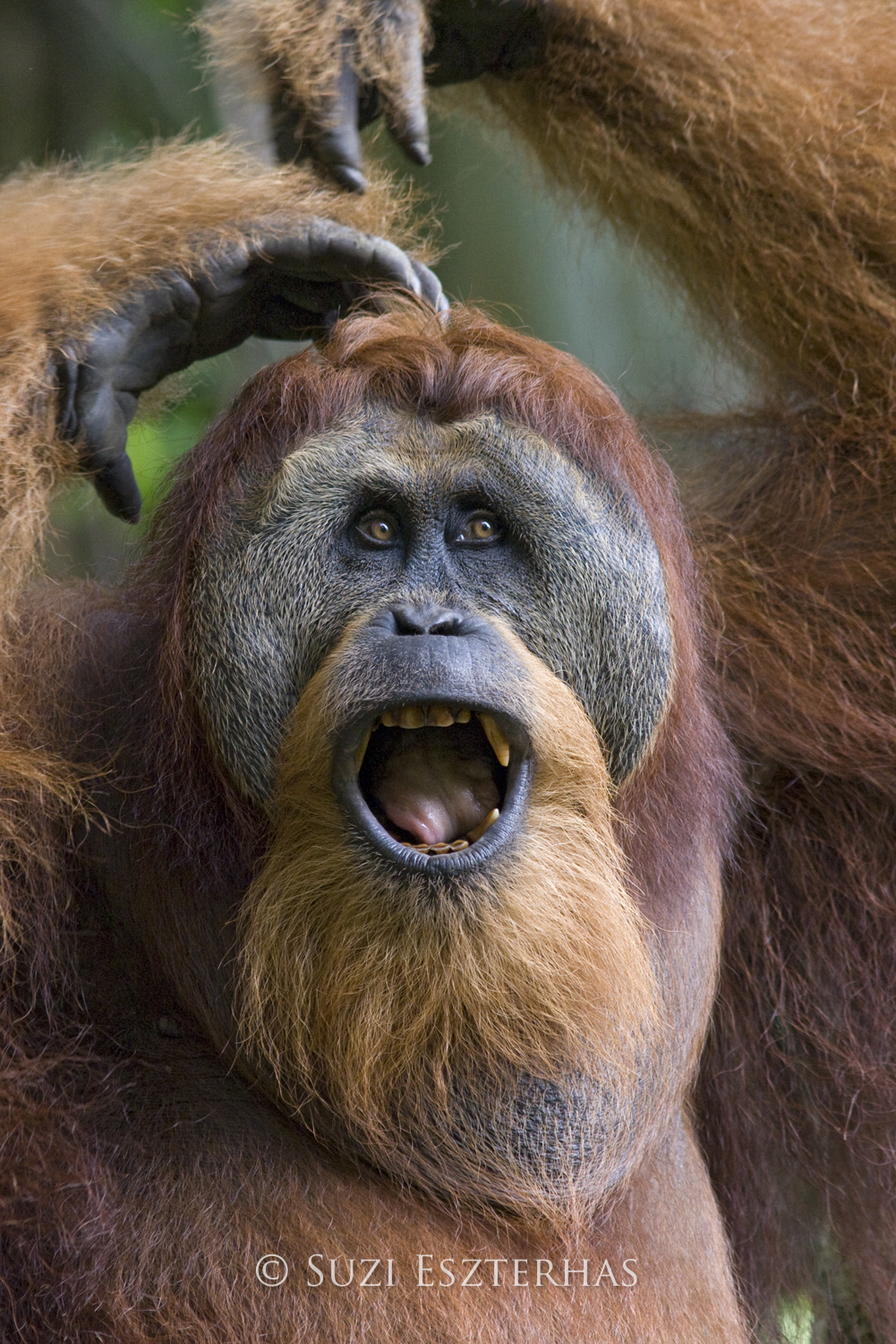 A male orangutan looking happy and excited.