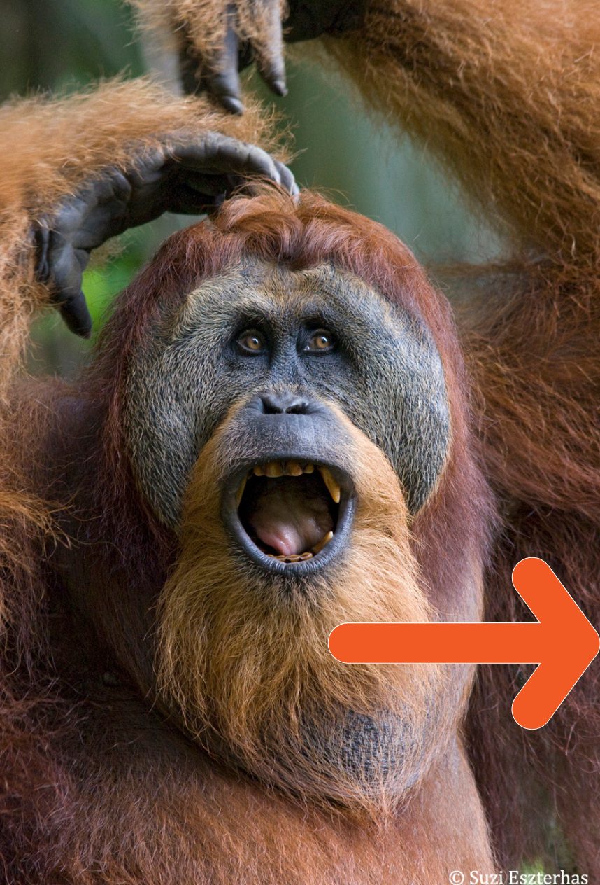 Rainforest Home Appeal