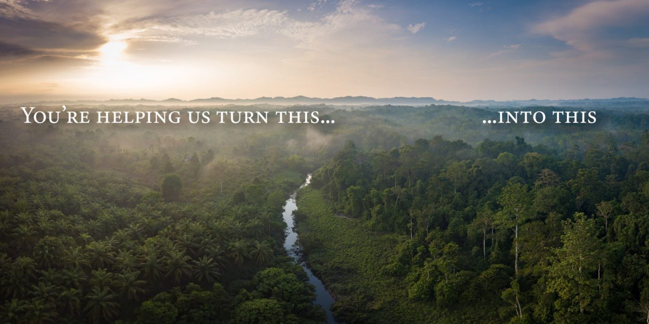 An aerial view of a rainforest.