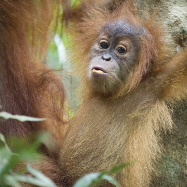 A baby orangutan looks at the camera