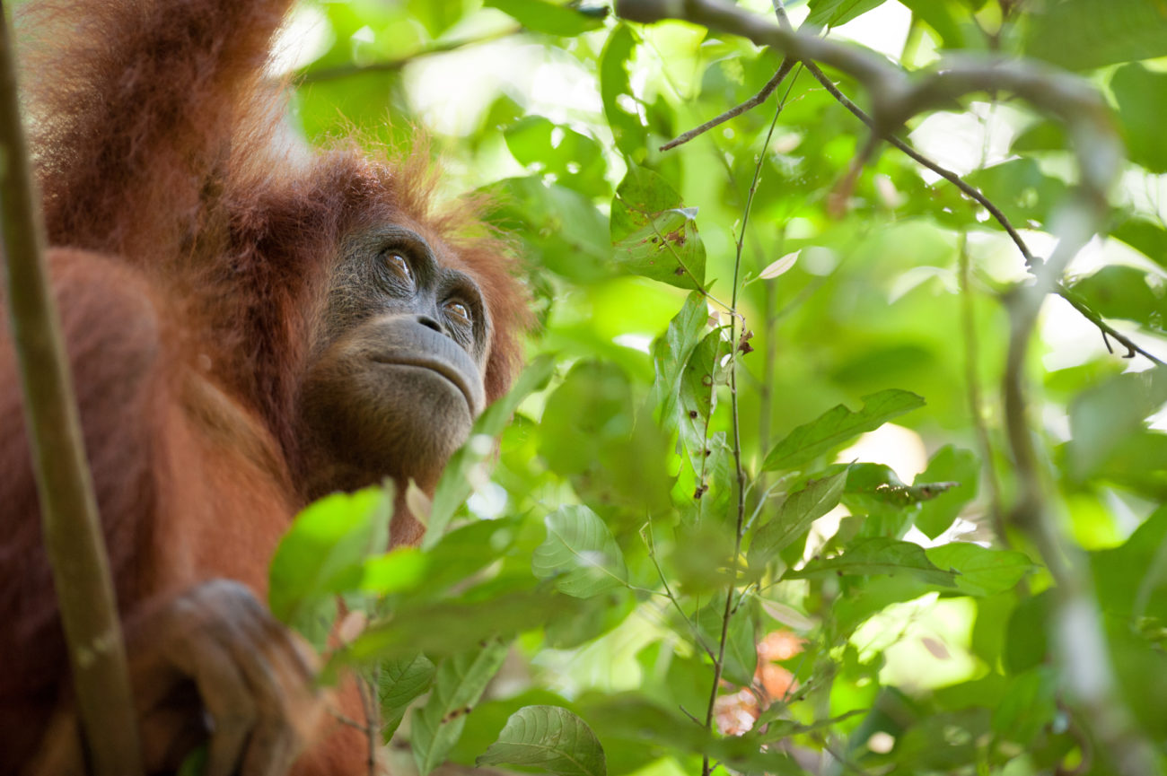 An adult female Sumatran orangutan in the forest.