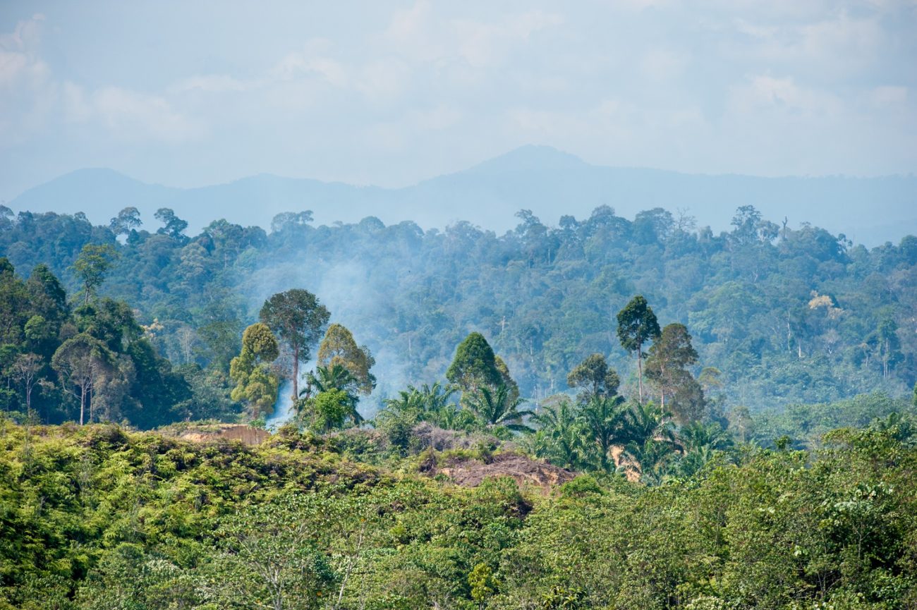 An area of deforested land in Sumatra