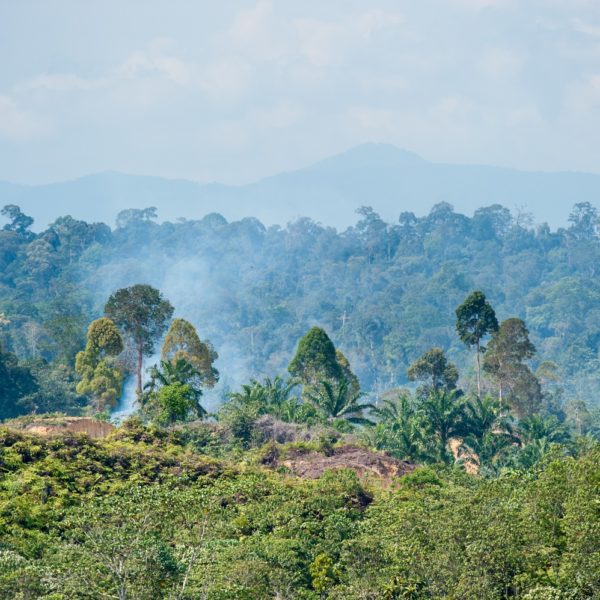 An area of deforested land in Sumatra