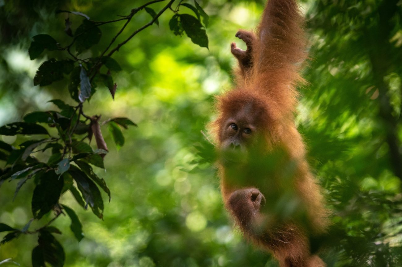 An orangutan travelling through the forest
