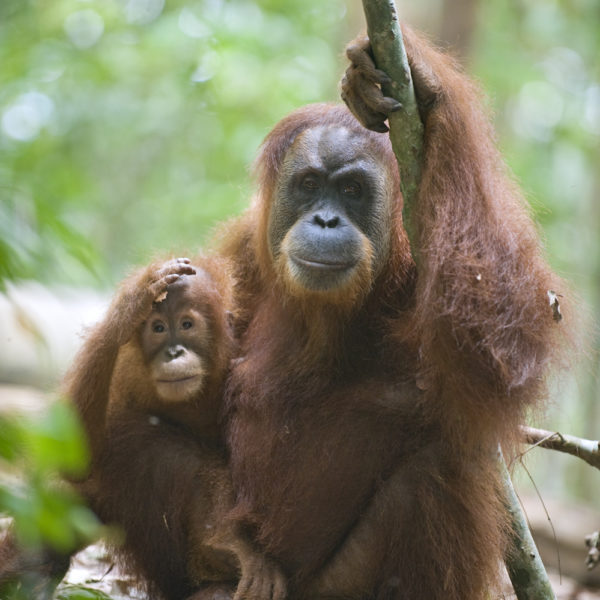 A female Sumatran orangutan and her baby