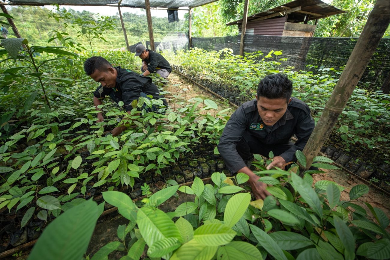 Three men working in a tree nursery