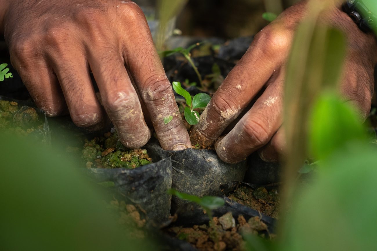 A close-up of hands planting a tree seedling