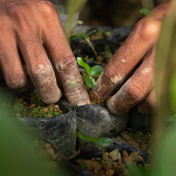 A close-up of hands planting a tree seedling
