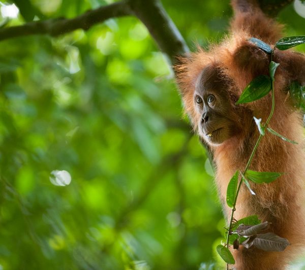 Zoological Association of America (ZAA) summer journal.