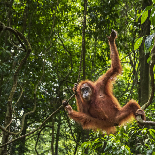 International Orangutan Day 2019