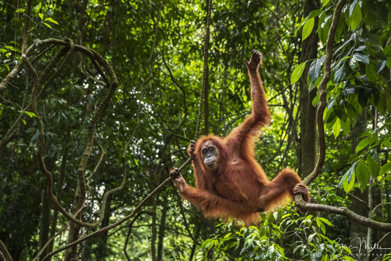 An orangutan swinging through the trees