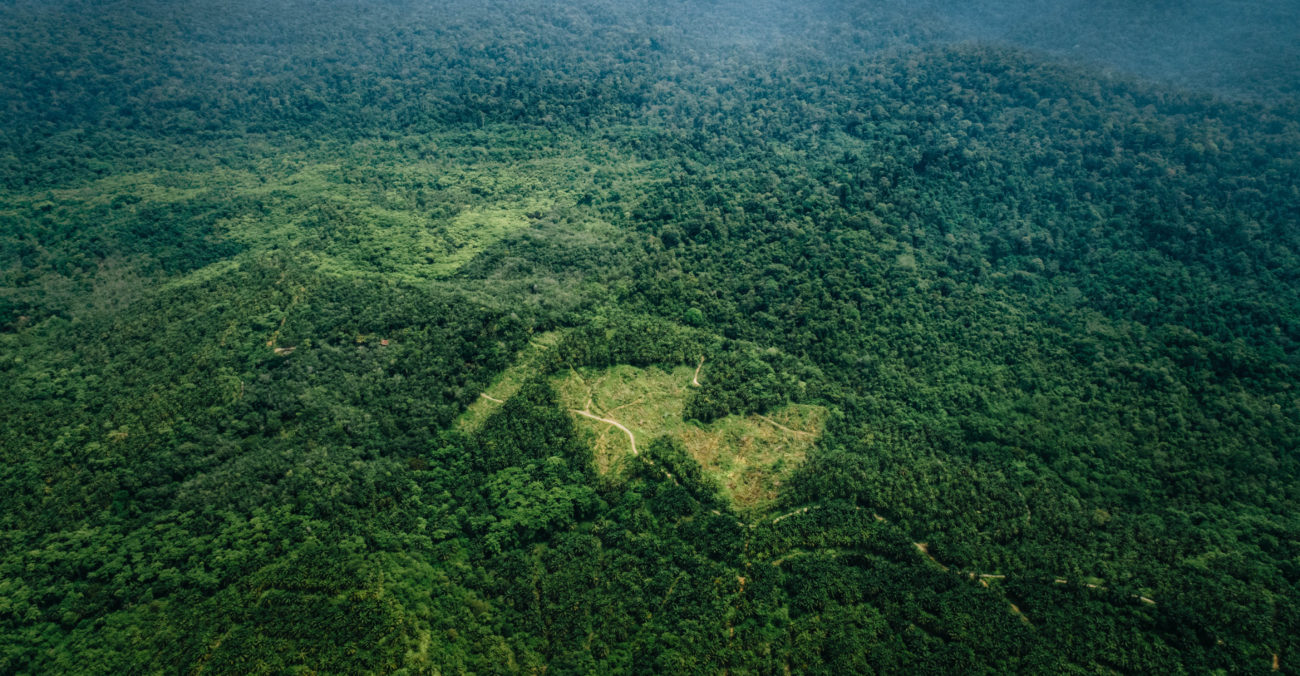 A rewind symbol carved into an oil palm plantation in Sumatra
