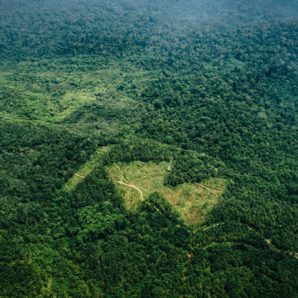 A rewind symbol carved into an oil palm plantation in Sumatra