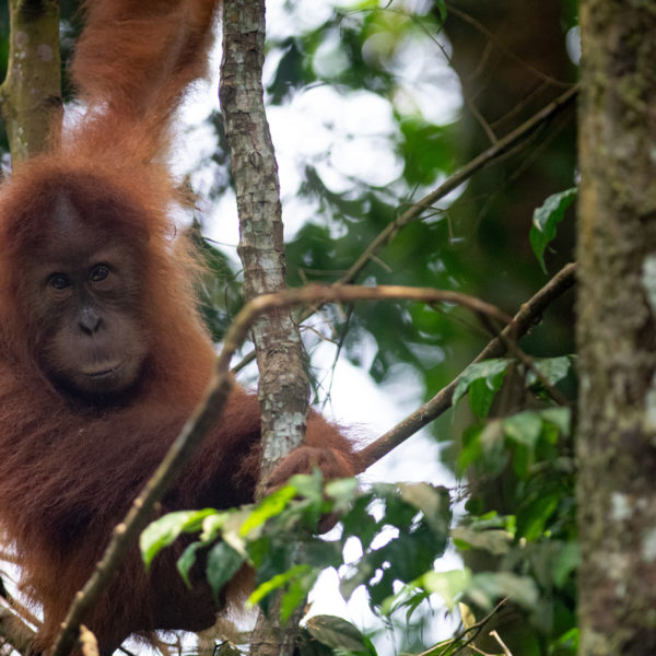 Sustainable Palm Oil