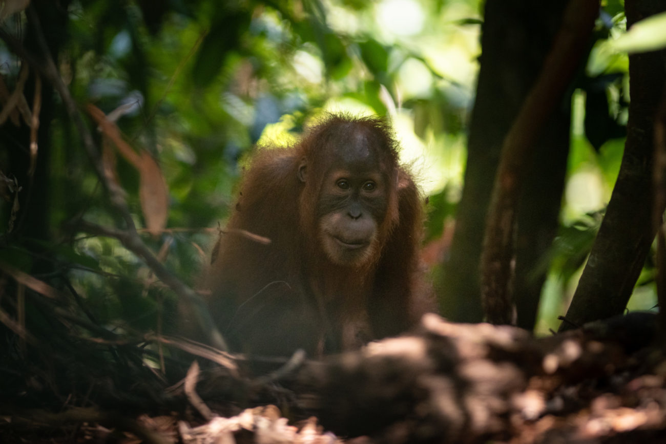 COVID19 Appeal: Forest-Friendly Livelihoods