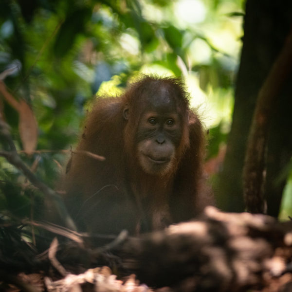 Resolutions to help orangutans.