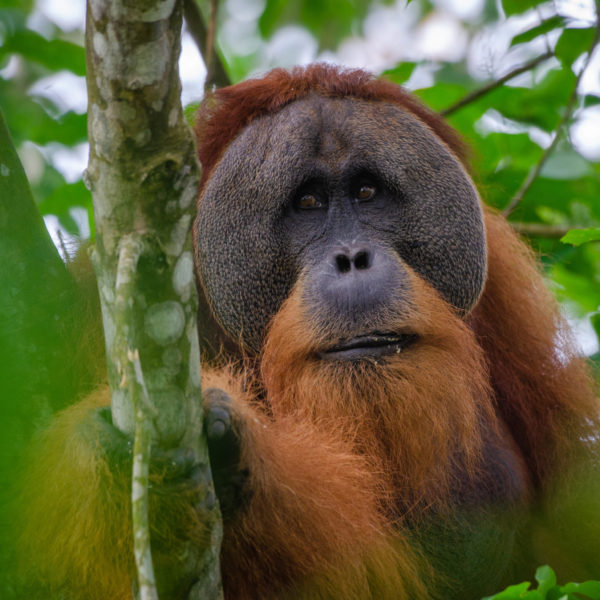 Covid-19 and orangutans