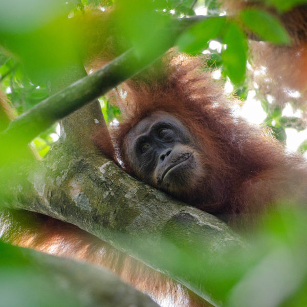 Palm Oil Perspectives